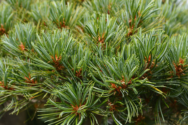 Blue-needled Japanise White Pine - Fotoğraf, Görsel