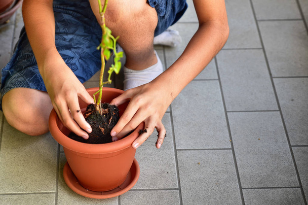 Un jeune garçon caucasien se prépare à mettre en pot une plante de bleuet
 - Photo, image