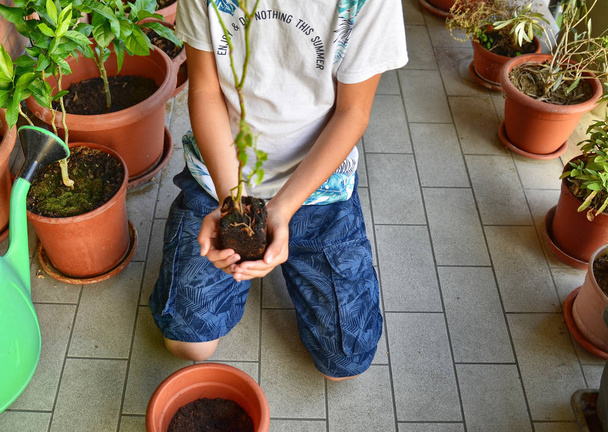 Un jeune garçon caucasien se prépare à mettre en pot une plante de bleuet
 - Photo, image
