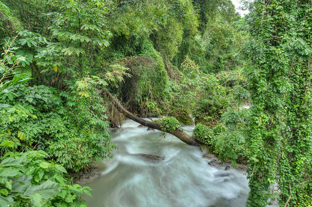Rapid river in Jamaica - Фото, зображення