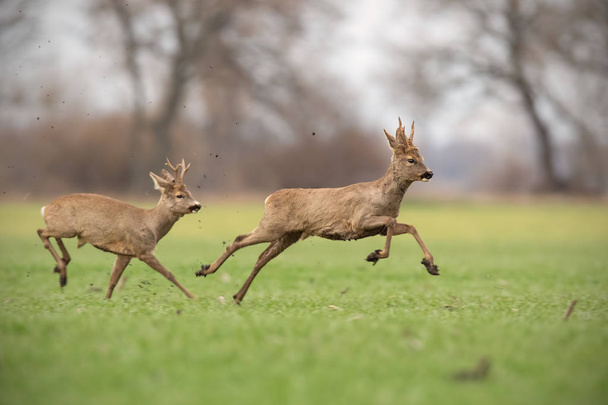 Dois cervos corça selvagem dólares perseguindo uns aos outros na natureza primavera
. - Foto, Imagem