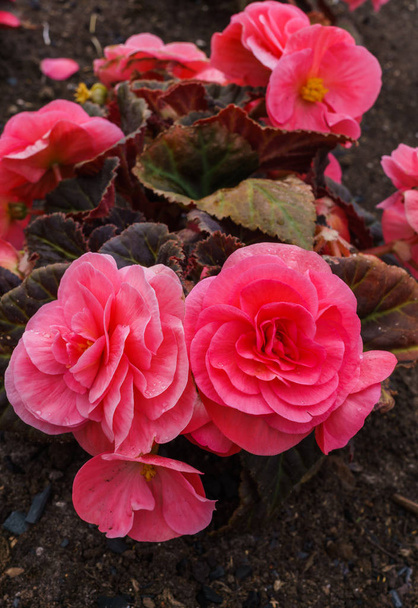 Beautiful flowers of terry orange begonia growing in the city garden. - Photo, Image