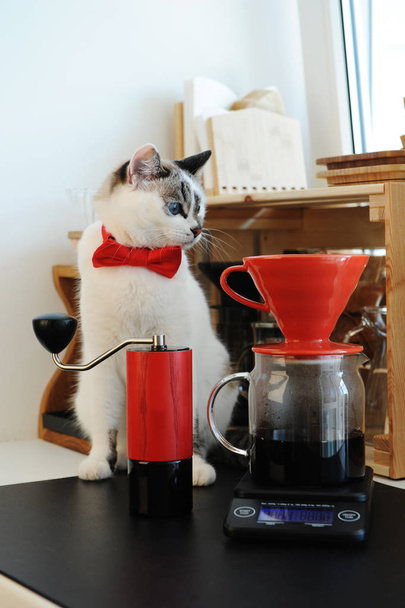 Söpö valkoinen sinisilmäinen kissa barista rusetti panimo pourover kahvia. Punainen v60 tiputin ja käsihiomakone
 - Valokuva, kuva