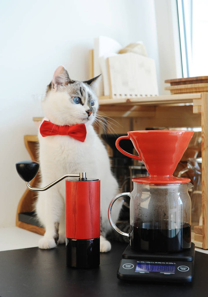 Lindo barista gato blanco de ojos azules en corbata de lazo elaboración de café pourover. Gotero rojo v60 y amoladora manual
 - Foto, Imagen