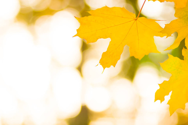 Yellow leaves on a tree. Yellow maple leaves on a blurred background. Golden leaves in autumn park. Copy space - Foto, imagen