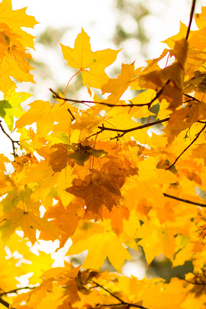 Yellow leaves on a tree. Yellow maple leaves on a blurred background. Golden leaves in autumn park. Copy space - 写真・画像