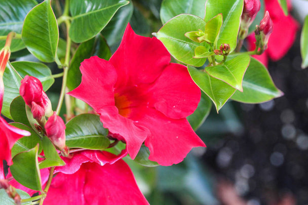 rode Mandevilla Laxa bloem, algemeen bekend als Chileense jasmijn plant - Foto, afbeelding