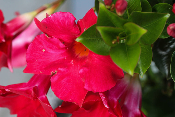 rode Mandevilla Laxa bloem, algemeen bekend als Chileense jasmijn plant - Foto, afbeelding
