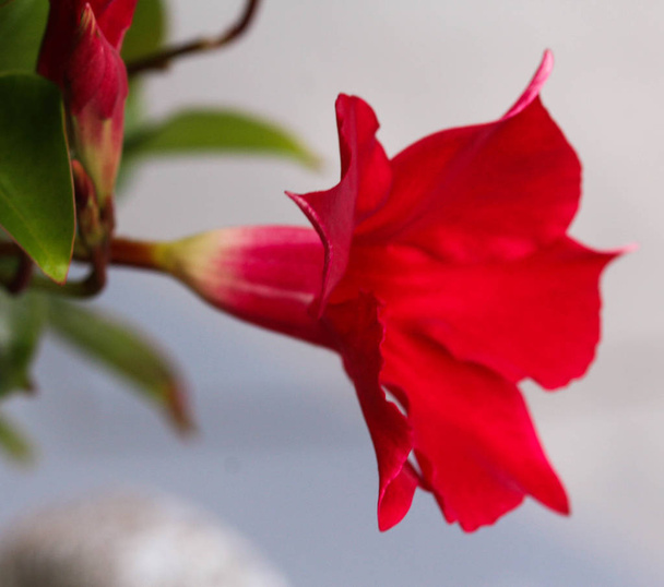 czerwony Mandevilla laxa kwiat, powszechnie znany jako chilijska roślina jaśminu - Zdjęcie, obraz