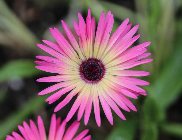 Cleretum bellidiforme, commonly called Livingstone daisy or Bokbaaivygie, blooming in spring in the garden - Photo, Image