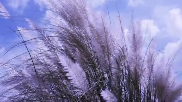 Piękne białe ki (Kash) roślina kwiat trawy (Saccharum spontanicznej) dmuchanie w wiatr, niebieskie tło nieba. Projekt dla życzeń Subho Bijoya, Happy Durga Puja Festiwal w Bengalu Zachodniego i Bangladeszu. - Materiał filmowy, wideo