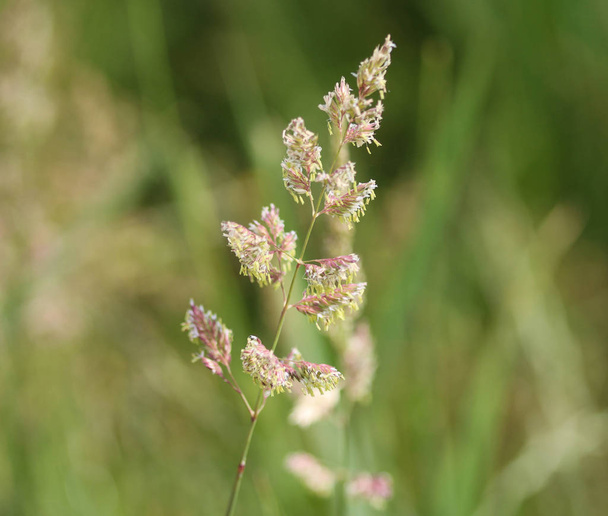 Phalaris arundinacea, também conhecida como erva canária ou ligas de jardineiro
 - Foto, Imagem