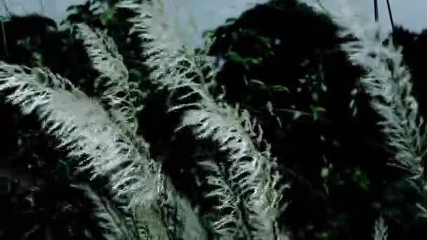 Piękne białe ki (Kash) roślina kwiat trawy (Saccharum spontanicznej) dmuchanie w wiatr, niebieskie tło nieba. Projekt dla życzeń Subho Bijoya, Happy Durga Puja Festiwal w Bengalu Zachodniego i Bangladeszu. - Materiał filmowy, wideo