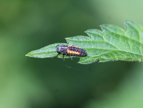 Harmonia axyridis ladybug larvae, наиболее известные как арлекин, разноцветный азиат, или просто азиатский божья корова, сидят на листе - Фото, изображение