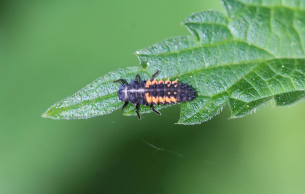 Harmonia axyridis ladybug larvae, most commonly known as the harlequin, multicolored Asian, or simply Asian ladybeetle, sittin on leaf - Photo, Image