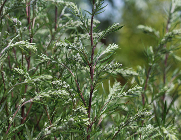 Artemisia vulgaris, también conocida como lombriz común, ajenjo de ribera, hierba felona, hierba del crisantemo, ajenjo silvestre. Floreciendo en primavera - Foto, imagen