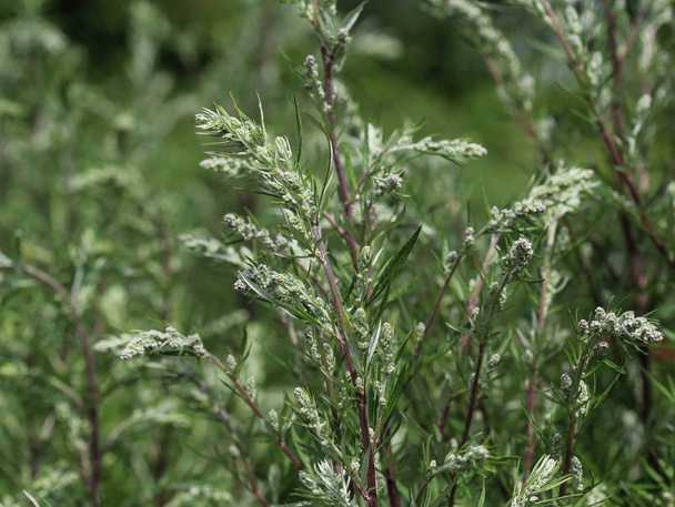 Artemisia vulgaris, znana również jako dziurawiec pospolity, piołun rzeczny, ziele przestępcze, chryzantema, dzikie piołun. Kwitnie wiosną - Zdjęcie, obraz