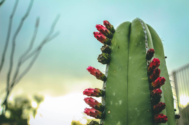 Close up on a cactus starting to bloom in Arizona - 写真・画像