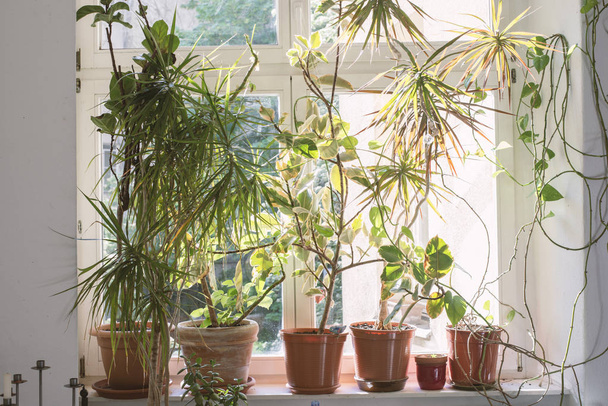 many home plants - Photo, Image