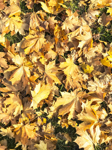 Stare, wyblakłe, upadłe jesienne liście na trawie - Zdjęcie, obraz
