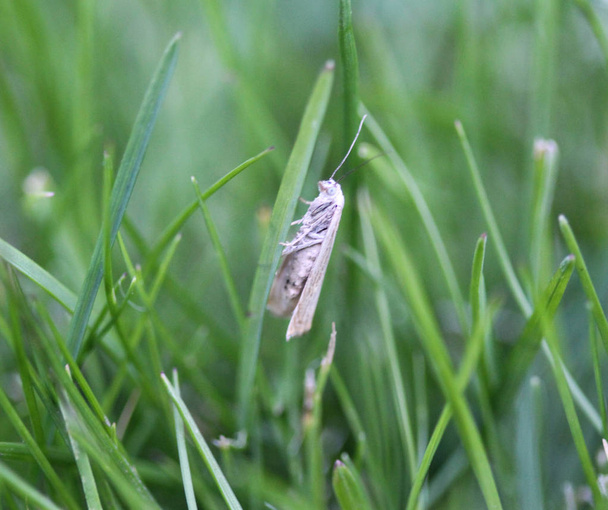 птица вишневый горностай моль (Yponomeuta evonymella) на траве
 - Фото, изображение
