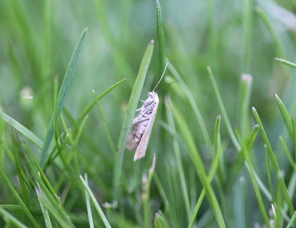 bird cherry ermine moth (Yponomeuta evonymella) on grass - Photo, Image