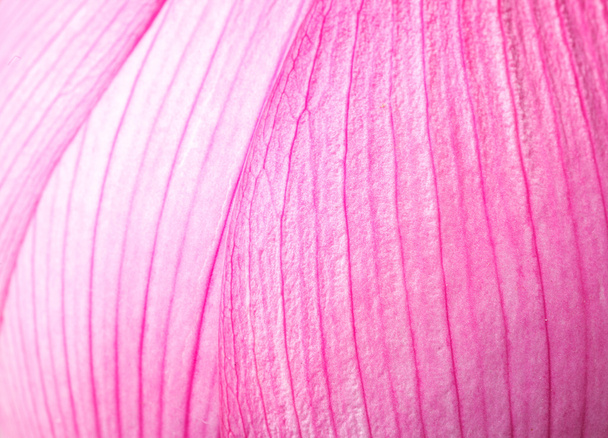 roze lotus petal close-up - Foto, afbeelding