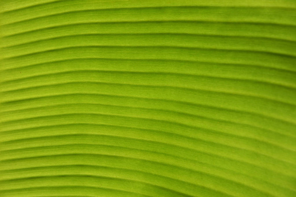 Textura fondo de contraluz verde fresco Banana Hoja
. - Foto, Imagen