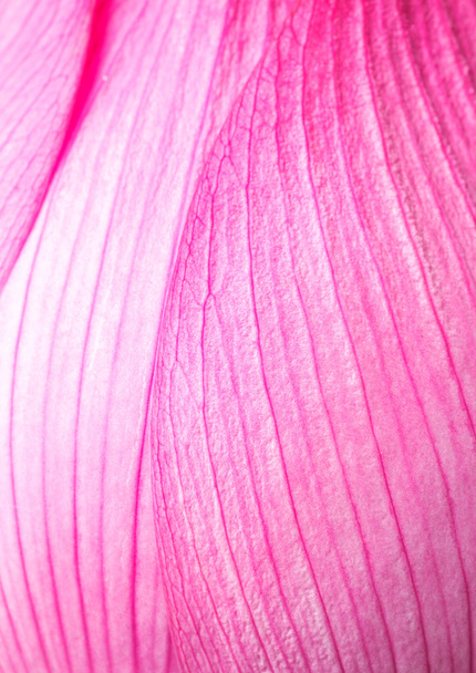 roze lotus petal - Foto, afbeelding
