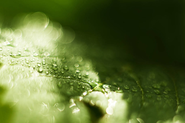 Goutte d'eau sur une feuille verte, verts frais après une pluie, prise de vue macro, un gros plan, mise au point sélective, l'endroit pour le texte, un fond
 - Photo, image