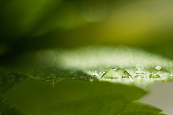 Kapka vody na zeleném listu, čerstvá zelenina po dešti, Střelba, velké zblízka, selektivní zaměření, místo pro text, pozadí - Fotografie, Obrázek