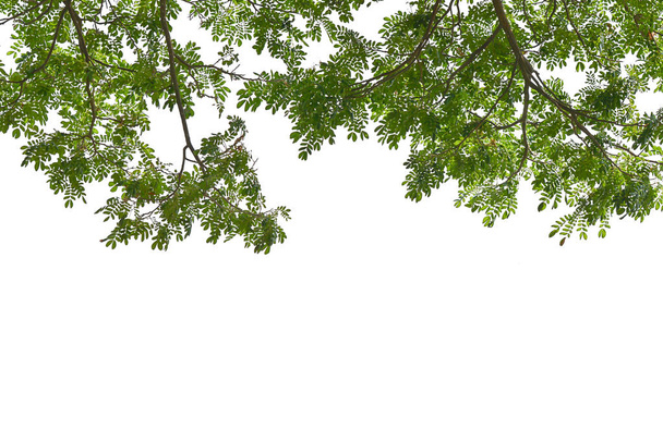 枝の緑の葉は白い背景に隔離され - 写真・画像