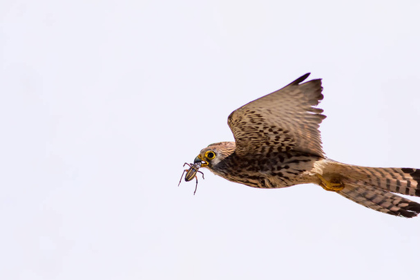 Летящий сокол с охотой. Лессер Кестрел. Falco nauhabi. Голубой фон неба
. - Фото, изображение