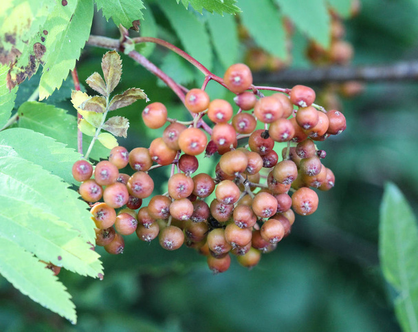 wild berries hanging on a tree from Sorbus aucuparia, commonly called rowan and mountain ash - Photo, Image