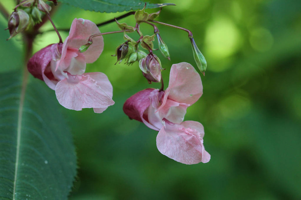Impatiens glandulifera flower, common names Policeman's Helmet, Bobby Tops, Copper Tops, Gnome's Hatstand and Himalayan Balsam - Photo, Image