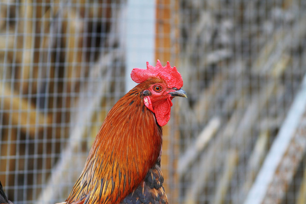 Colorido retrato de gallo grande
 - Foto, Imagen