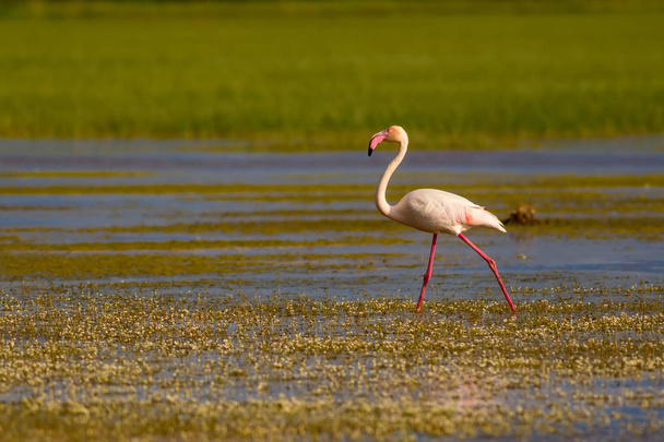 Flamenco y hábitat natural. Abre las alas. Fondo verde azul de la naturaleza. Bird: Greater Flamingo. Fenicóptero rosado
. - Foto, Imagen