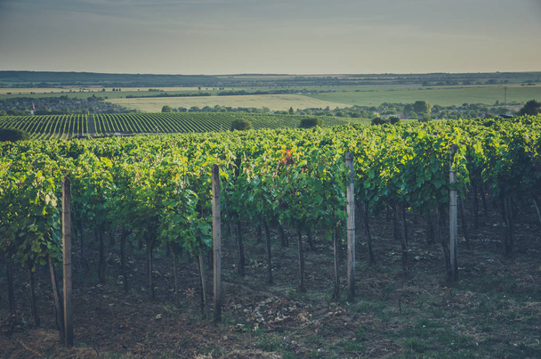 Ряды в виноградниках
 - Фото, изображение
