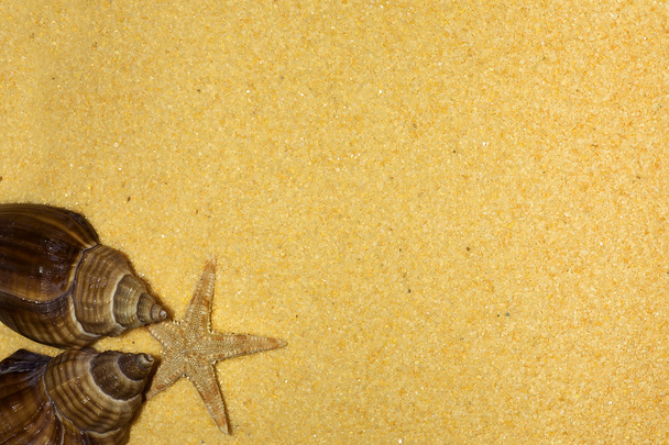 Conchiglie e stelle marine sulla spiaggia: concetto di vacanza
 - Foto, immagini