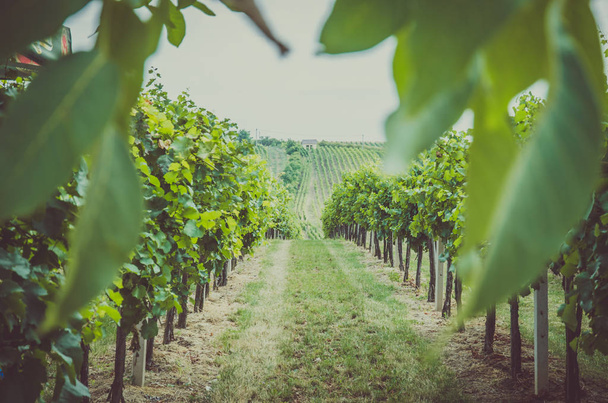 rows in vineyard - Foto, Imagen