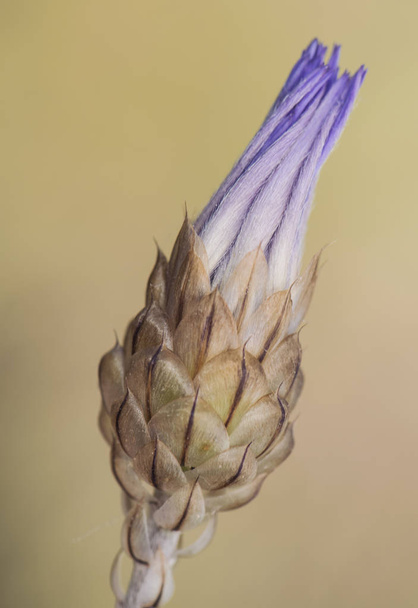 Catananche caerulea Cupid's dart small purple thistle with cerulean look on a green blurred background - Photo, Image