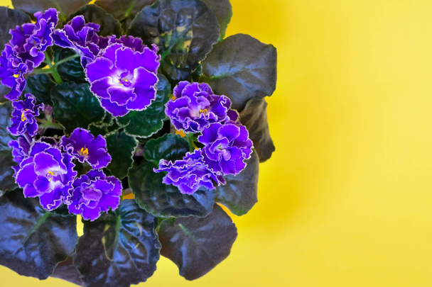 Blooming bright purple African violet flower on yellow  background, top view with copy space - Foto, Bild