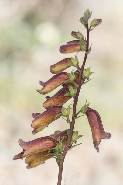 Digitalis obscura brown mountain plant - Photo, Image