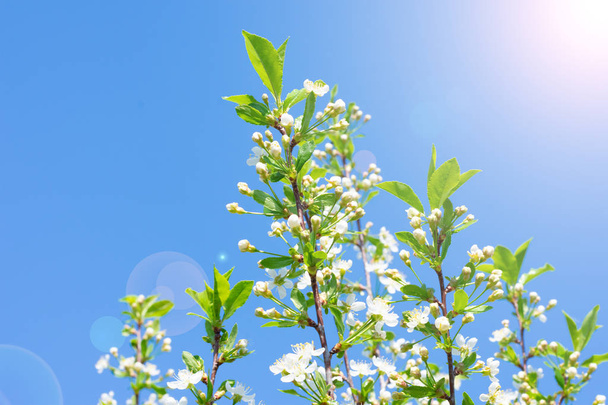 Bloooming white sacura flowers on branch, cherry tree blossoming on sunbeams and bright blue sky - Фото, зображення