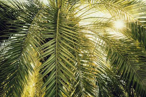 Date palm tree close up with sunlight seen through the leaves. B - Foto, immagini