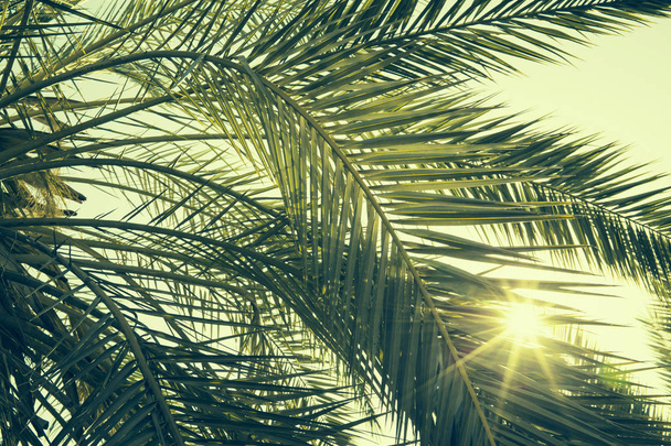 Palmier dattier près avec la lumière du soleil vu à travers les feuilles. B
 - Photo, image