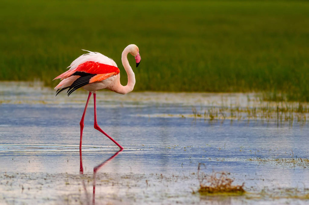 Flamenco y hábitat natural. Fondo verde azul de la naturaleza. Bird: Greater Flamingo. Fenicóptero rosado
. - Foto, imagen