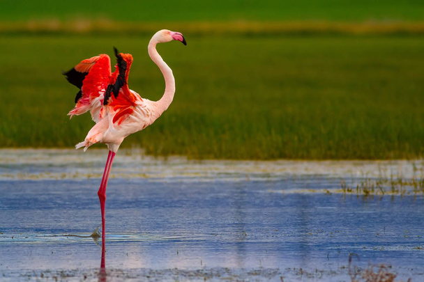Flamenco y hábitat natural. Fondo verde azul de la naturaleza. Bird: Greater Flamingo. Fenicóptero rosado
. - Foto, Imagen