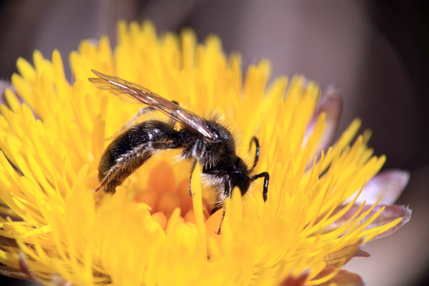 pszczoła na żółtym kwiatku - Zdjęcie, obraz