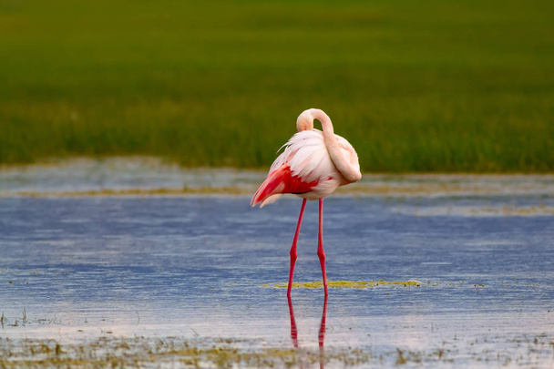 Flamenco y hábitat natural. Fondo verde azul de la naturaleza. Bird: Greater Flamingo. Fenicóptero rosado
. - Foto, imagen